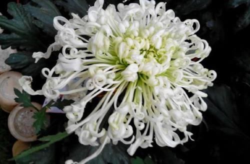  【堪称】喜欢菊花，不如养盆“绿江南”，堪称“珍稀名菊”，碧洁典雅！