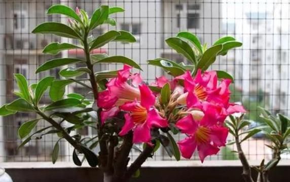  【迷人眼】夏天最适合养此款植物，晒一晒开花更香艳，花开繁盛，烂漫迷人眼