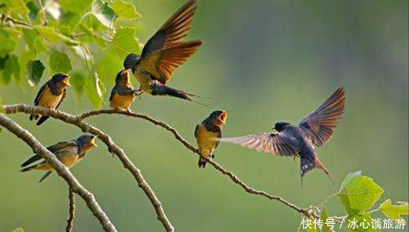 燕子不落苦寒之家，不进愁家门，他们是怎么判断的呢？