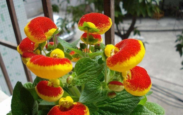  [便宜]养花就养这4款植物，便宜又好养，开花艳丽妖艳，开花烂漫迷人眼