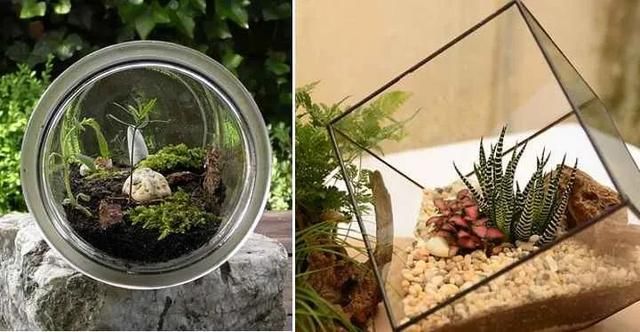  『布置在玻璃』在玻璃容器里布置的植物景观，栽培这些植物，都是很容易照顾的