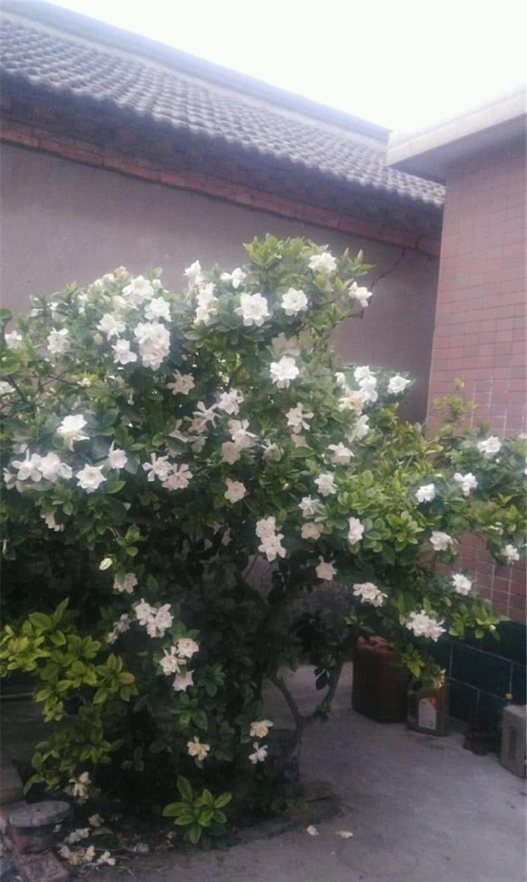  『栀子花』栀子花开花后，枝条不能剪