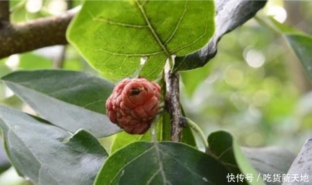  「发现」从前被农民当柴火烧的树木，如今被发现它树芯含金，价