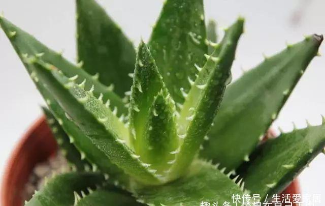  #叶片#卧室养“3种花”，空气清新、睡眠好，枝叶翠绿、观赏性高，真值