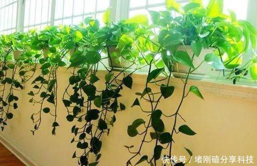  「绿萝」家里油烟机的废油别再丢了，用它养绿萝，叶片长得又多又亮
