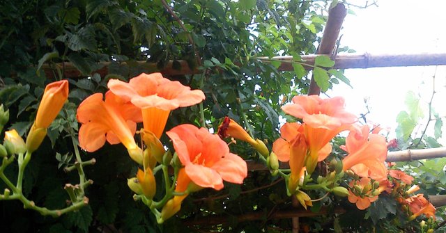  [三角梅]阳台养护“4种”爬藤花，盛开之时，仿佛1个“花帘”，真耐看！