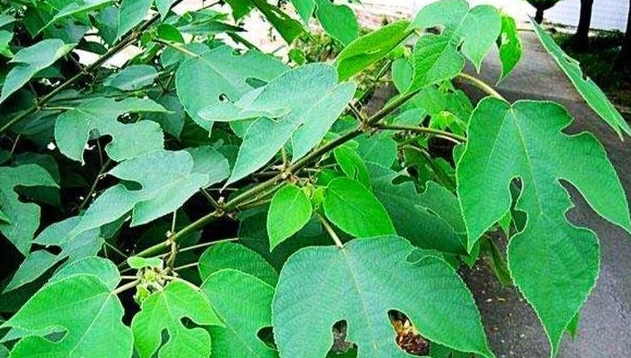  「构树」果实能食用，用途广泛，专家都说浑身是宝的树，农民却