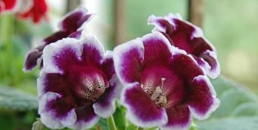 『栀子花』温馨阳台,就养这些花卉,夏天开花成花海,满屋浓香四溢,美爆了