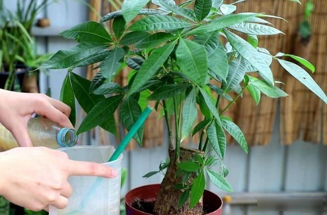  「光照」家里养发财树，不小心犯3种错误，植株易出现黄叶烂根