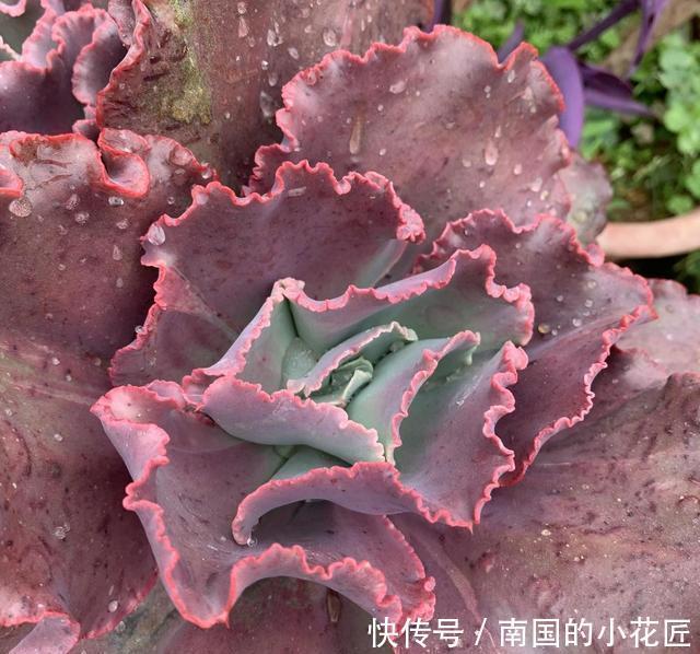 『女王』6年的女王花笠,长成“大波浪”,老桩拇指粗,成了镇宅宝贝