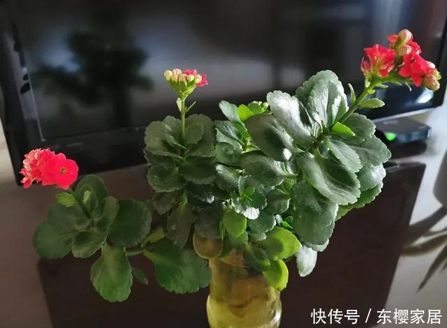  #试试#养不好的花，试试无土水培，几天长出大白根，还能开花呢！