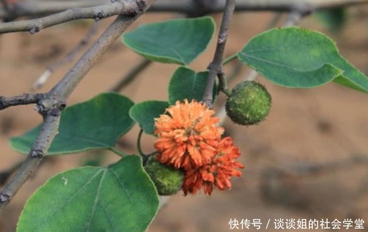 这野果形似杨梅，在农村遍地有但没人要，城里人1斤30元抢着买