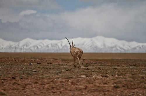  无人区|中国“最大的无人区”可可西里到底有多危险？看完后无法想象