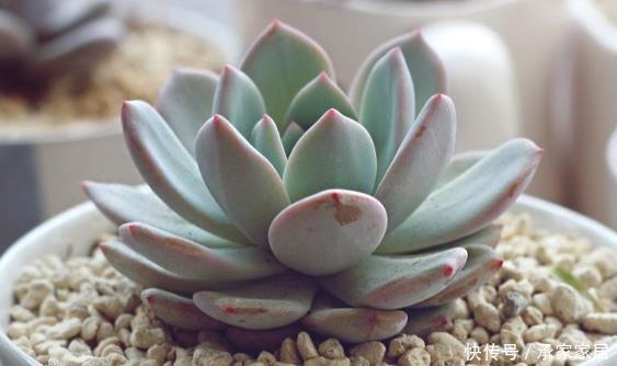  『技巧』养盆多肉“芙蓉雪莲”，学会3个小技巧，养出的红粉通透芙蓉雪莲