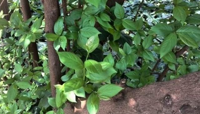  #树木#这种树木，当前我国二级保护植物，家乡若有，请别砍错