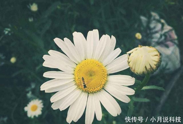  [花盆]3种花是“爆盆机器”，开花溢出花盆，满屋都是花香味，四季开花