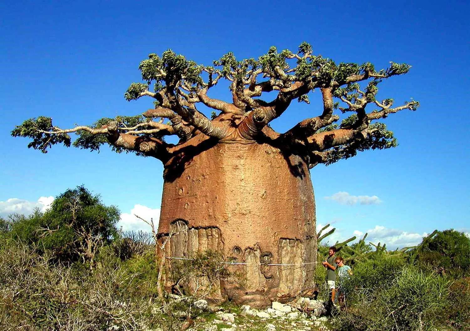 全世界最能贮水的树,一棵大树能储两吨水,可让一家四口饮用半年