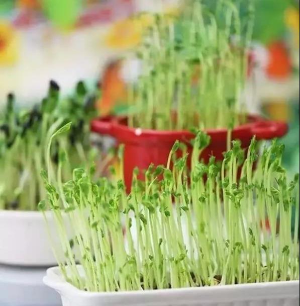  「雅致」播三五盆清新雅致的芽苗菜盆栽，靠自己的双手，尝尝春天的味道！