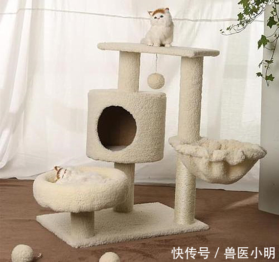 『便宜』化妆品都有平价替代,宠物用品也会有吗?吃土铲屎官看过来