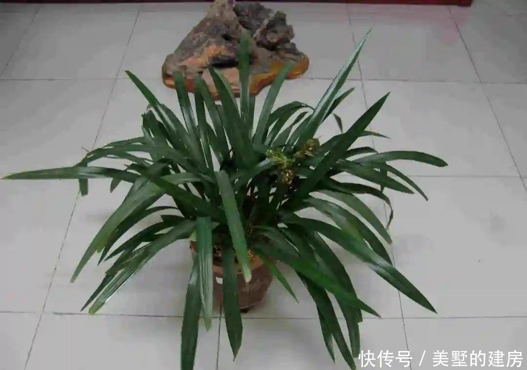 兰花:如果你喜欢兰花就养它,亲民不傲娇