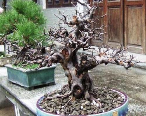  植物■陈大妈养了“盆景树”，放室外“8年”，1盆价值上万，价值高！