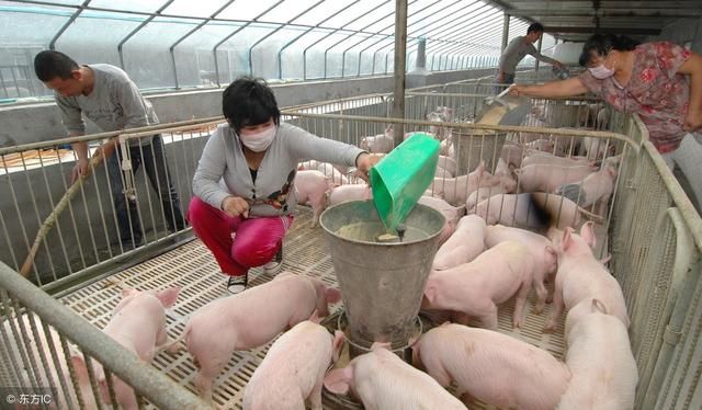 养猪十八年的老户告诉你为啥不挣钱，可别净说大实话！