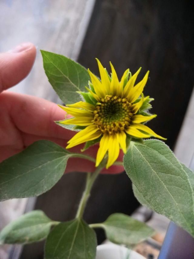  喜欢吃瓜子@爱吃瓜子的花友，现在一定记得种棵向日葵，选品种是重点！