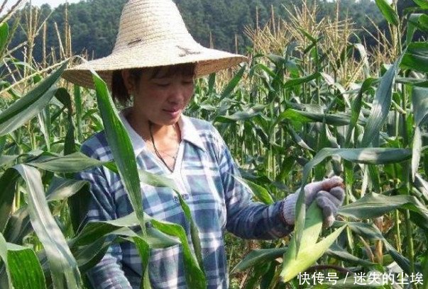 农村女子收玉米，无意间发现一个硬币，紧接着还意外发现百元大钞