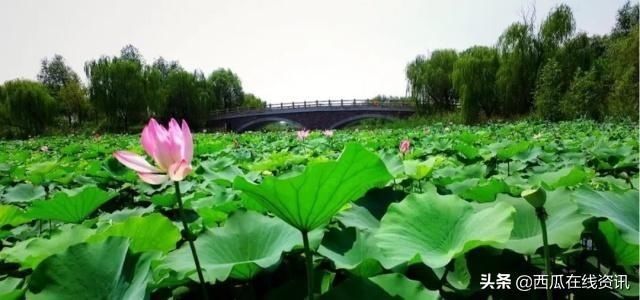  泉城：济西国家湿地公园“山东最美公园”，泉城济南的新名片