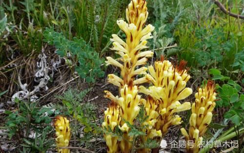  【黄金叶】它是山里的“黄金叶”，目前野生稀少，见到请保护，6