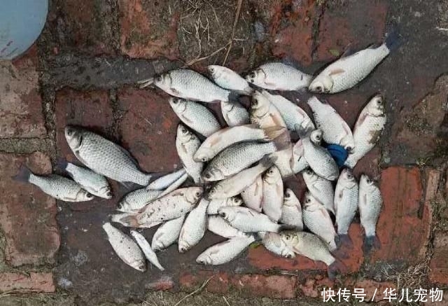 『别总』钓鱼人请管住你的腿,现在别总想着出门,去河边钓鱼也很“危险”