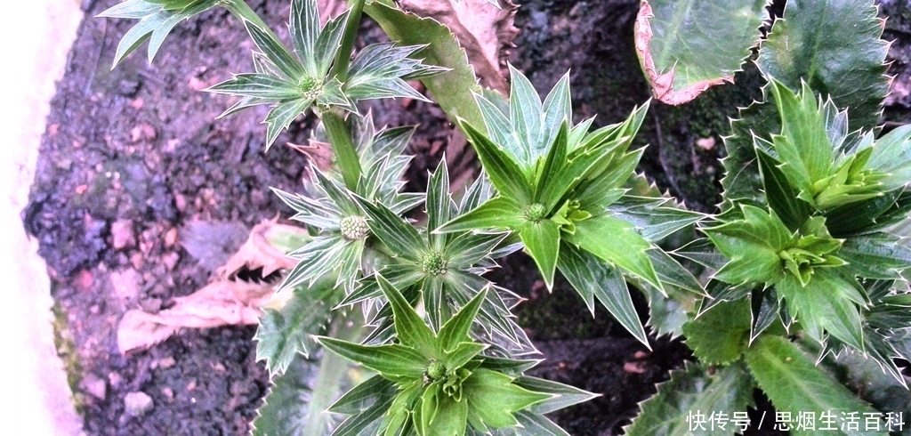  「香菜」农民以为是杂草，却是1种“香菜”，种植1斤卖20元，1亩