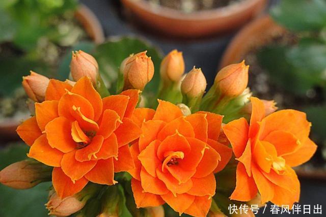 『懒人』养花费神又费力？推荐3种花，非常适合懒人养护，不操心就爆盆