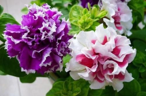  『艳丽』阳台养这几朵花，花开不断，花色艳丽，花开枝繁叶茂，美