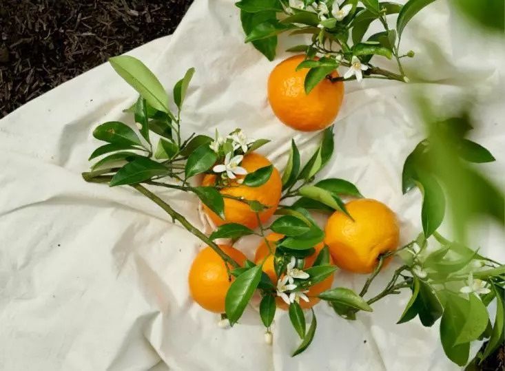 练习生大揭秘，快看“橙”意满满的杨非同为你准备了什么?