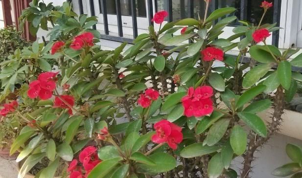  花卉盆栽■怀孕后，“5种花”就别再养了，每一个都对健康不利，别忽视