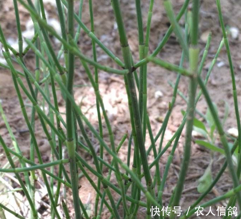  【农民】一种“光棍”野草，无叶无花，被农民嫌弃如今却是中间