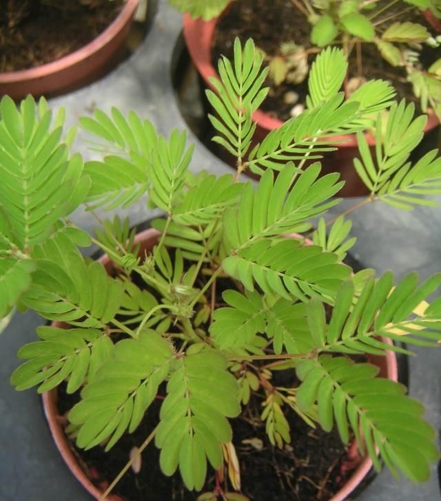  花卉盆栽■怀孕后，“5种花”就别再养了，每一个都对健康不利，别忽视