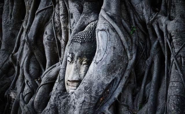 国内唯一“树抱佛”奇观：巴掌大的千年树洞内，竟藏着一尊佛像