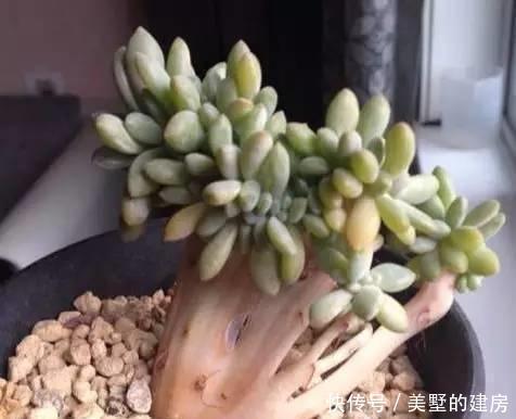 适得其反|养多肉,不要有“求快”心理,循序渐进,求快小心“适得其反”