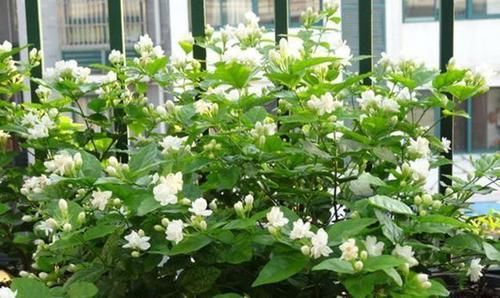  『虚弱』茉莉花“虚弱”的3个阶段！不能晒！越晒越傻