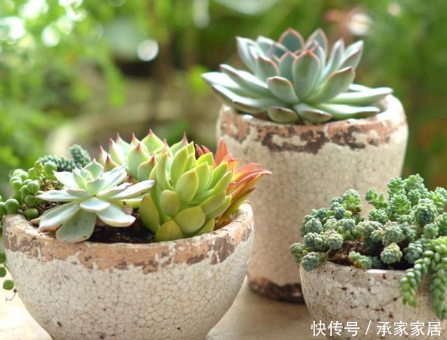 「潮湿」春天养多肉还在犯愁浇水问题?捏一捏它们,让你找准时机补水