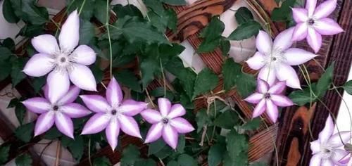  『回家』别人家的阳台好美，跟花艺师学了5种阳台种花的方法，回家搞起来