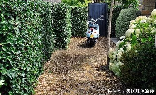  「中华常春」12种常春藤，每种都这么美，必须养一盆！