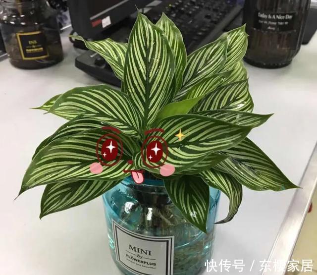 #试试#养不好的花,试试无土水培,几天长出大白根,还能开花呢!