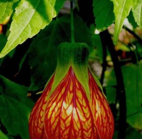 「杂草」这种植物你认识吗?看似是“杂草”,其实用途有很多!
