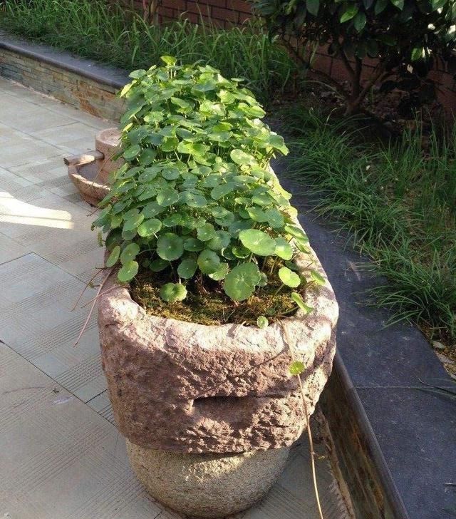  「庭院」农村这些消失的老物件，个个都是宝贝了！放在庭院里养