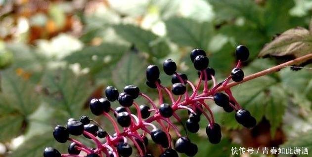 农村娃曾把它当玩具,现在农民称它“土人参”,城里每斤将近7元！