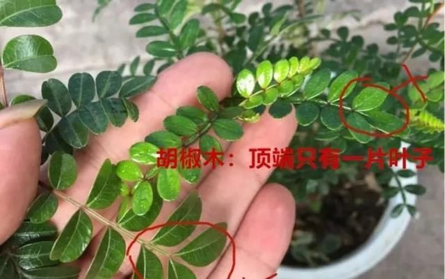  带香味@这花就是“活香水”,摆客厅,空气更清新!