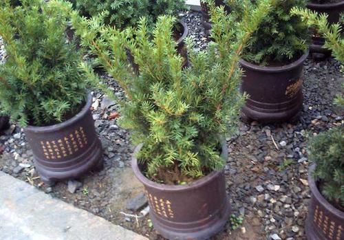  『浅根系』一夜蹿红的“网红植物”红豆杉，买了就扔？做好一步，能活几百年